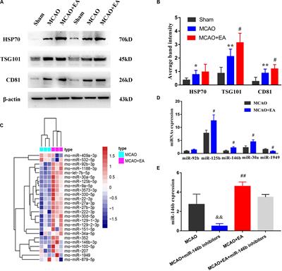 Electro-Acupuncture Promotes the Differentiation of Endogenous Neural Stem Cells via Exosomal microRNA 146b After Ischemic Stroke